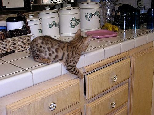 Lancelot I could open this drawer!